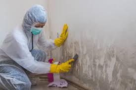 Best Basement Mold Removal  in Ashtabula, OH